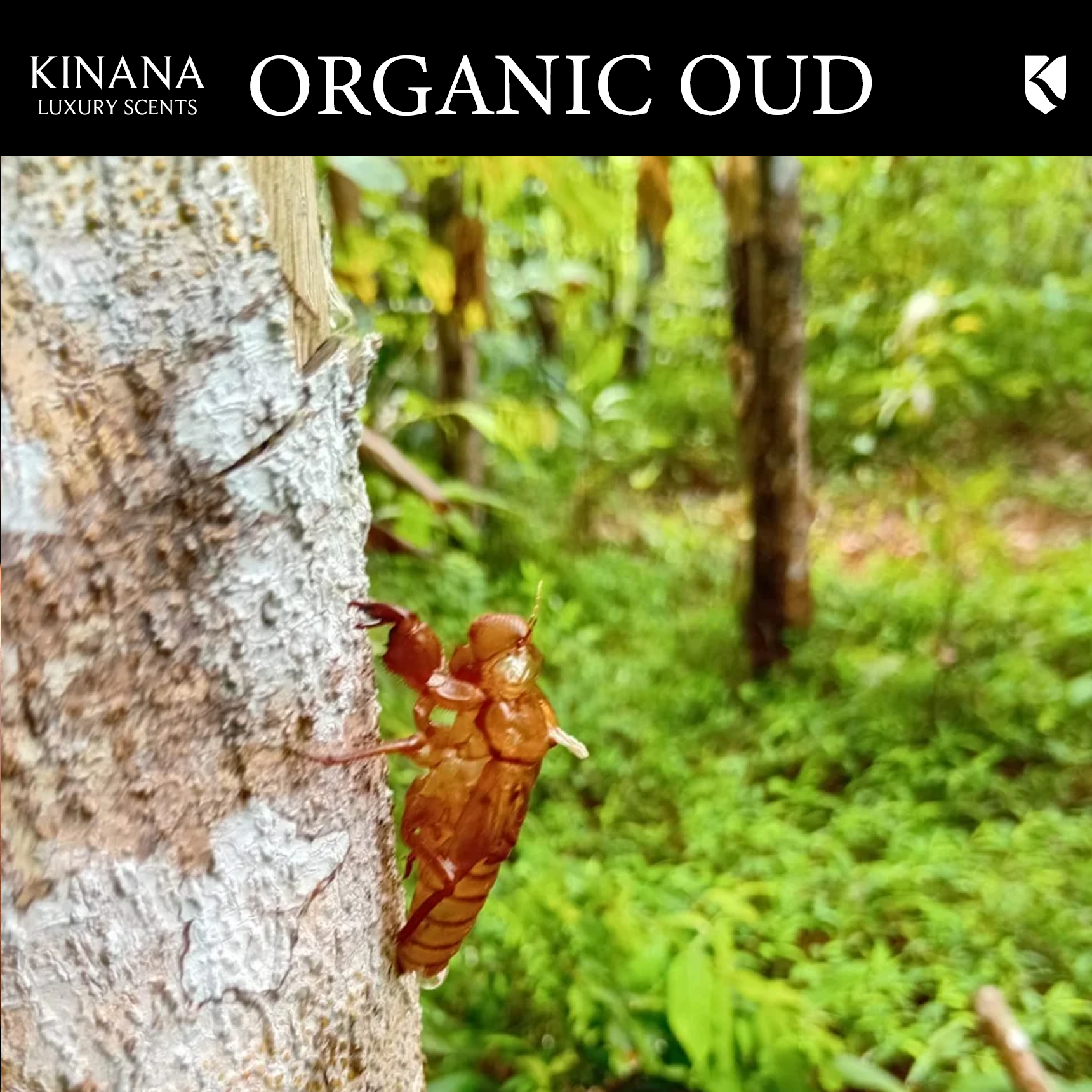 ORGANIC OUD